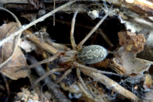 Eratigena agrestis
